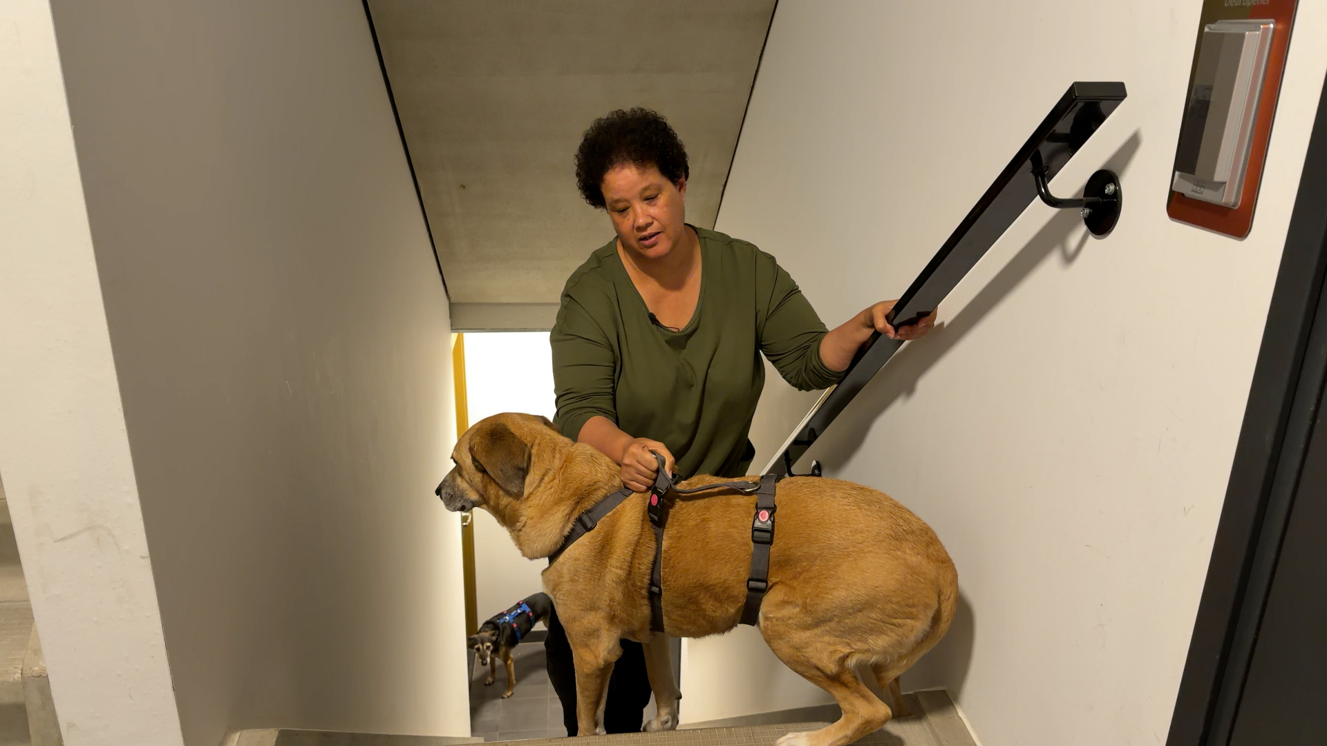 Simone tijgert iedere dag met haar hond de trap op en af: 'Lift al weken stuk'