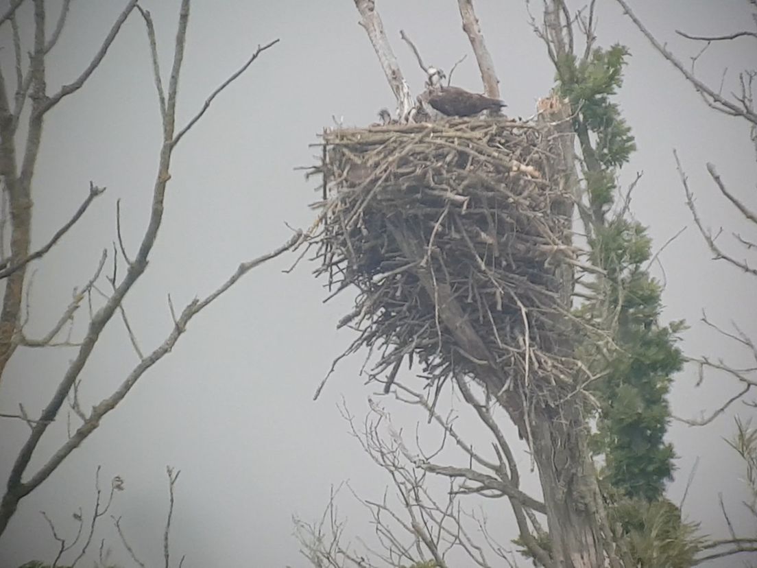 Het derde jong zit in dit nest (Thomas van der Es)