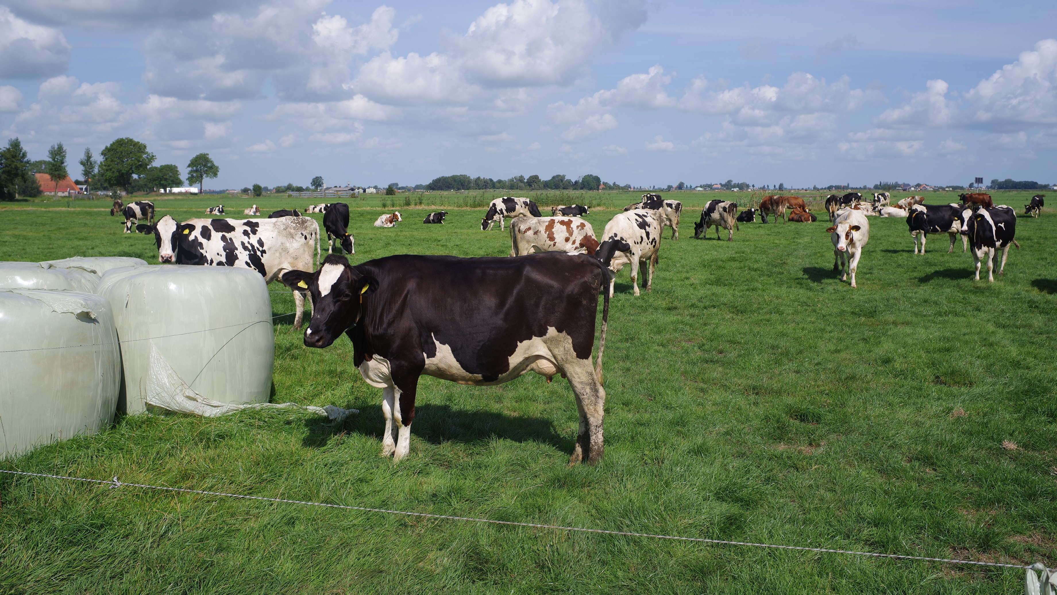 Koeien in de weide bij Haskerdijken