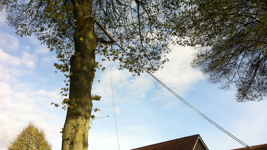 Bomen worden gecontroleerd (Rechten: archief RTV Drenthe)