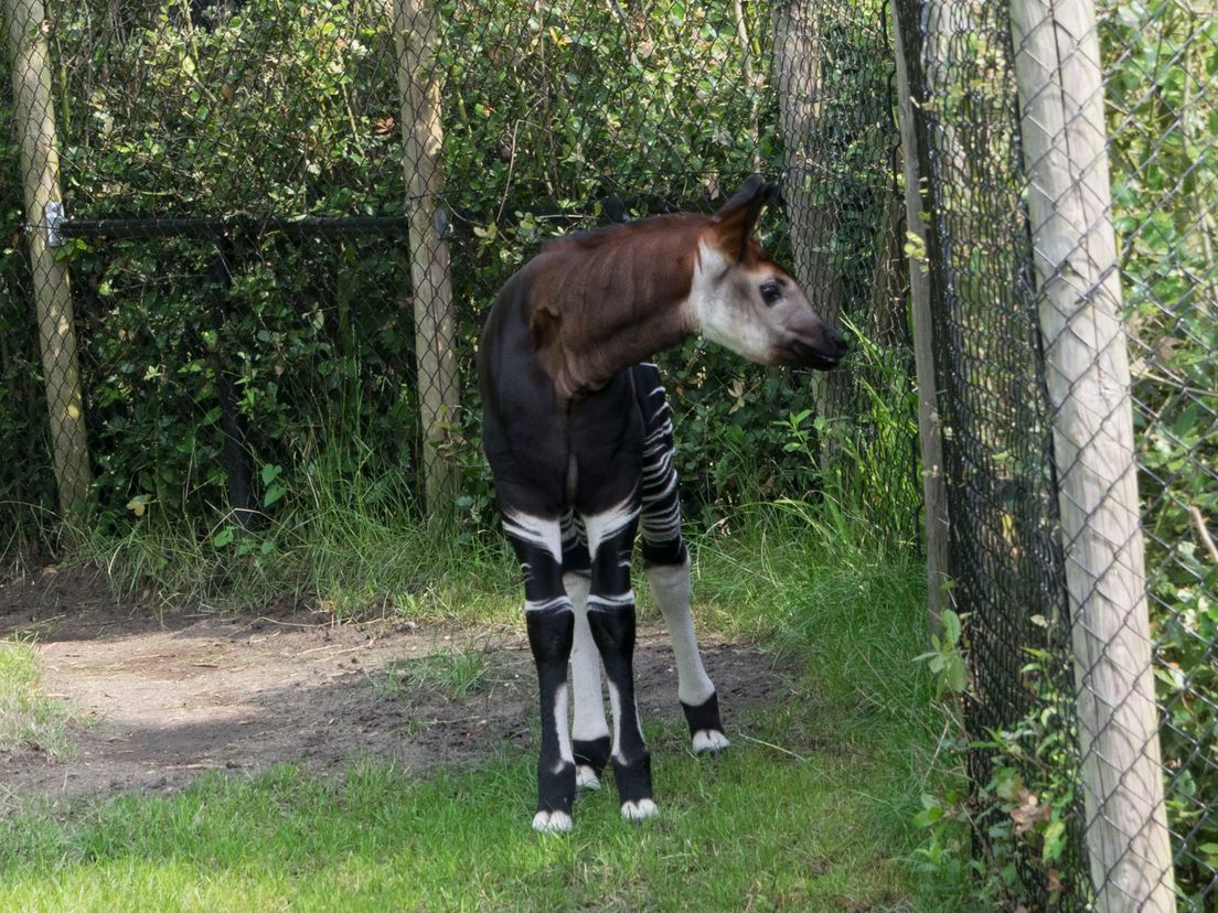 Okapi Gerrit -  Foto : Leanne Gerritsen