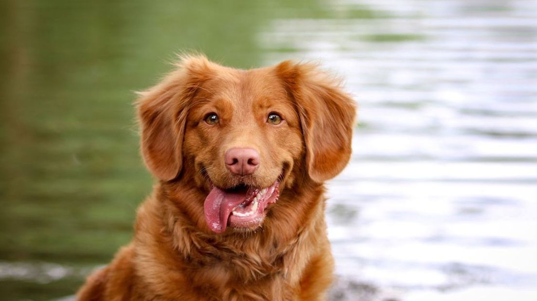 Zo dicht bij het water kun je honden nu beter aanlijnen.