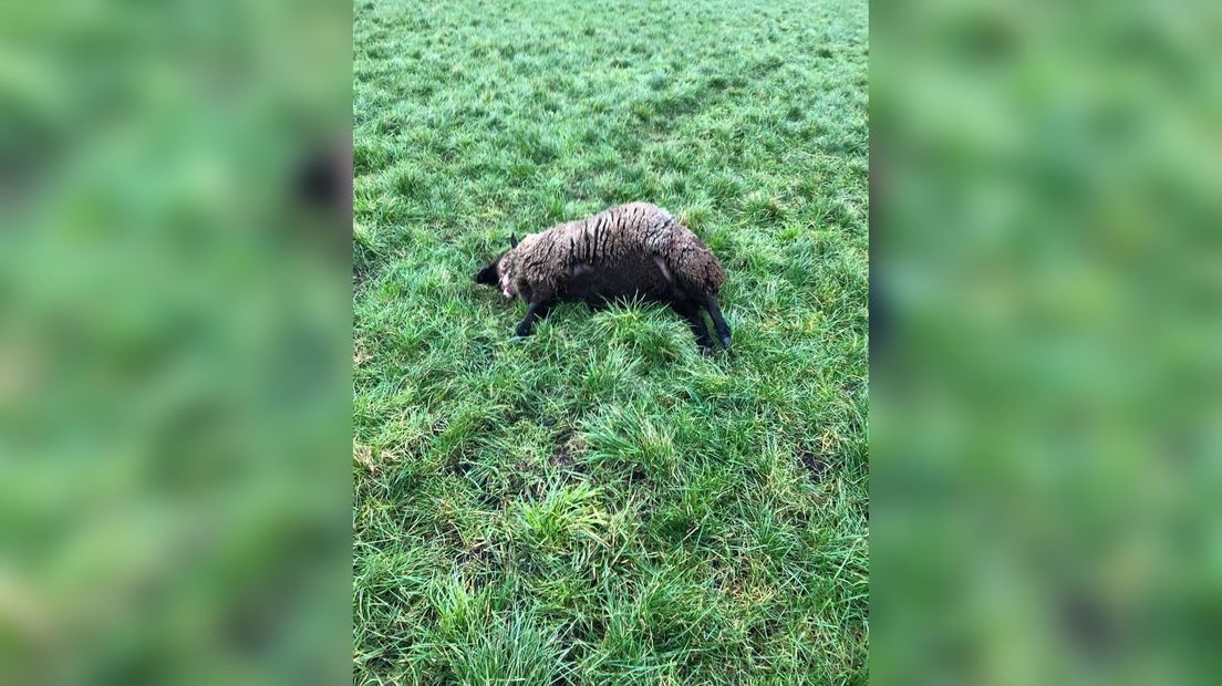 Schapen doodgebeten bij Drents-Friese Wold