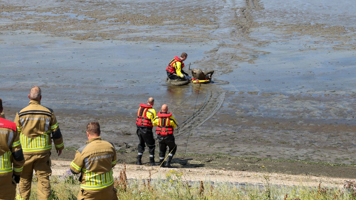 Brandweer redt surfer uit slik bij Harlingen