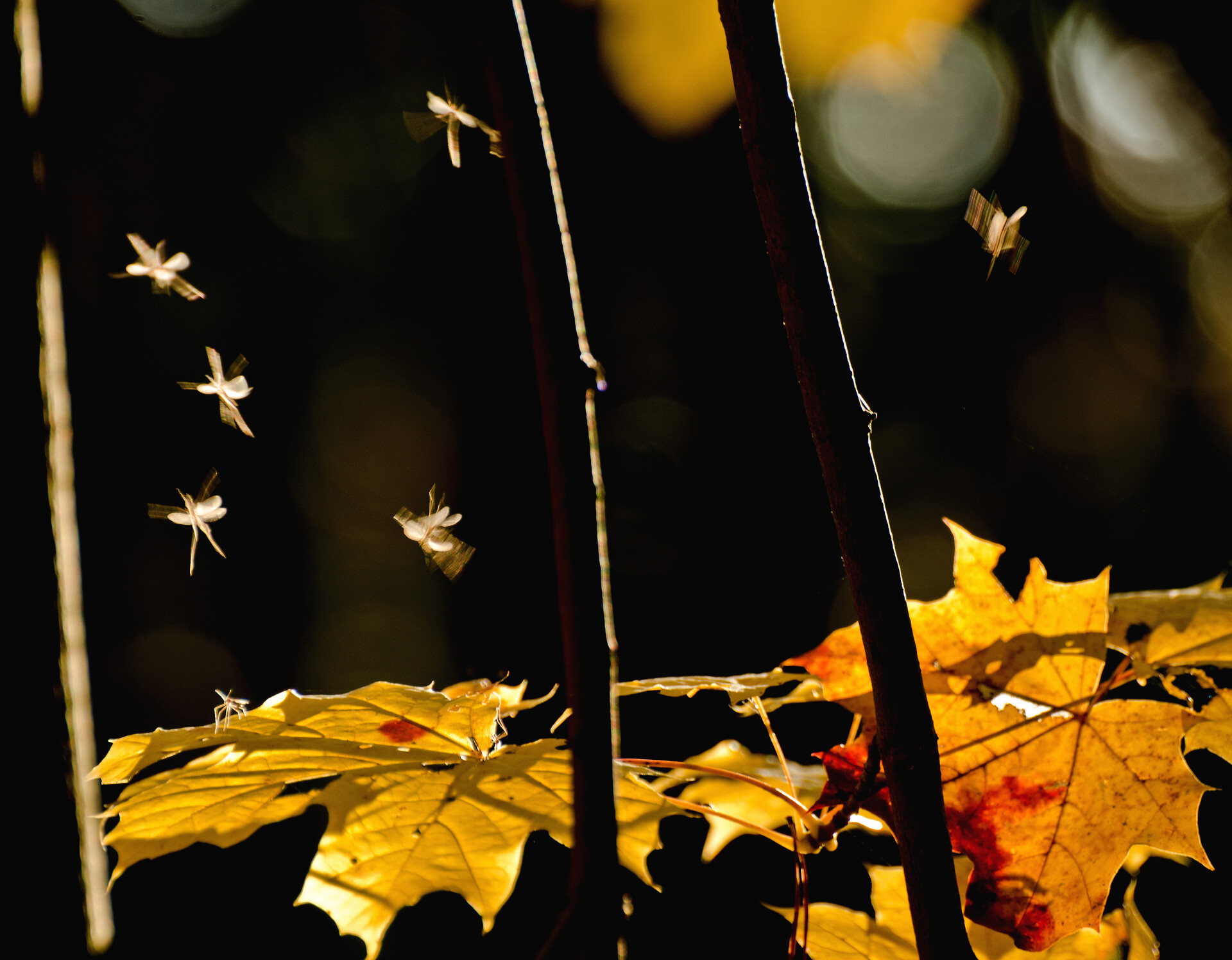 Boswachter Paul ziet dansende wintermuggen in de zon: 'Een genot om naar te kijken'