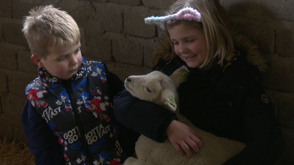 In de rij om een lammetje te knuffelen: 'Dit doe je niet iedere dag'