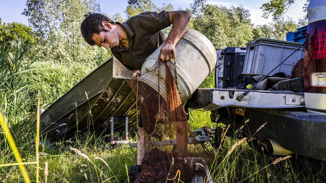 Rivierkreeften vangen werkt, maar het gebeurt nog niet op grote schaal.