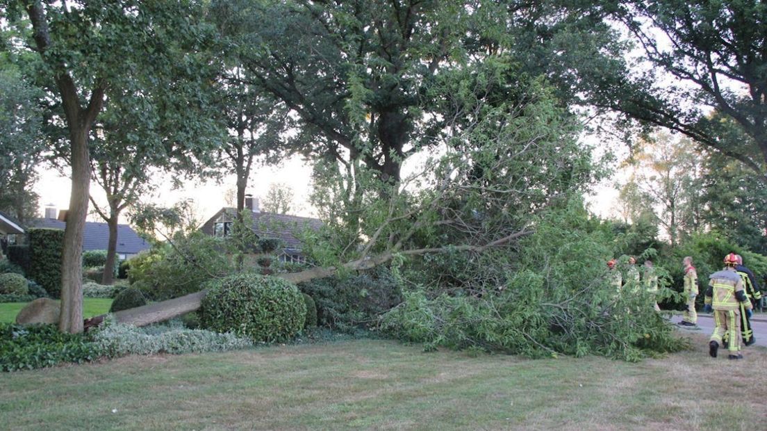 Boom door droogte omgevallen in Markelo