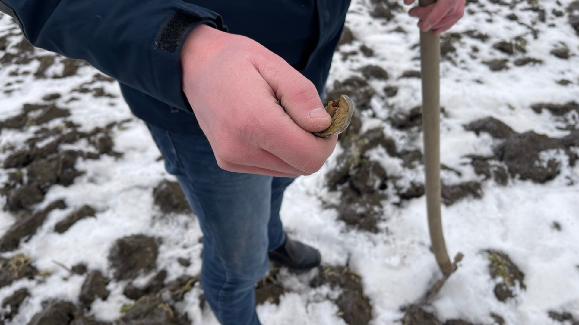 Een overblijfsel van de aardappeloogst