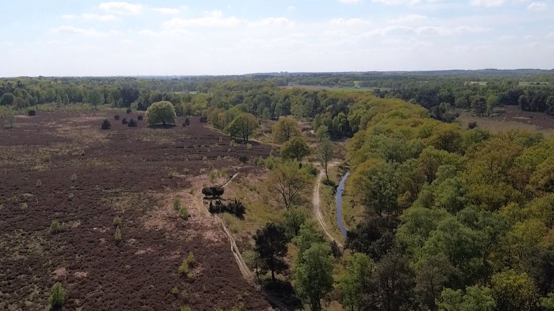 Bomen en planten hebben stikstof nodig om te groeien. De natuur kan dus niet zonder stikstof, maar het gaat fout als er te veel stikstof is. Goed fout zelfs. Als er geen herstelmaatregelen worden genomen, dreigen de meest kwetsbare natuurgebieden van Gelderland ten onder te gaan door de stikstofcrisis.