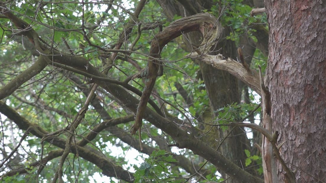 Droogte dwingt tot kappen bomen bij Lonnekermeer