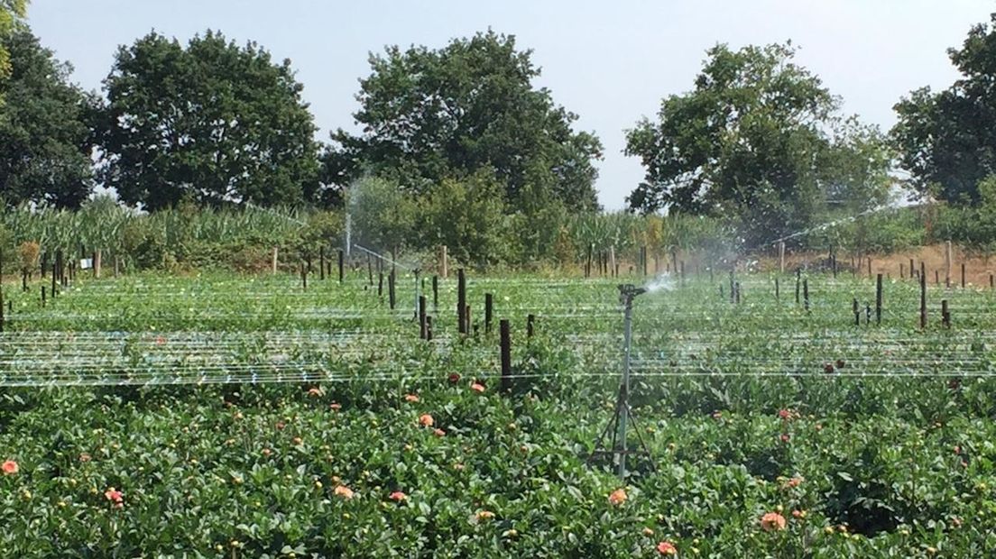 Organisatie bloemencorso Sint Jansklooster haalt bij beregeningsverbod water uit Flevoland