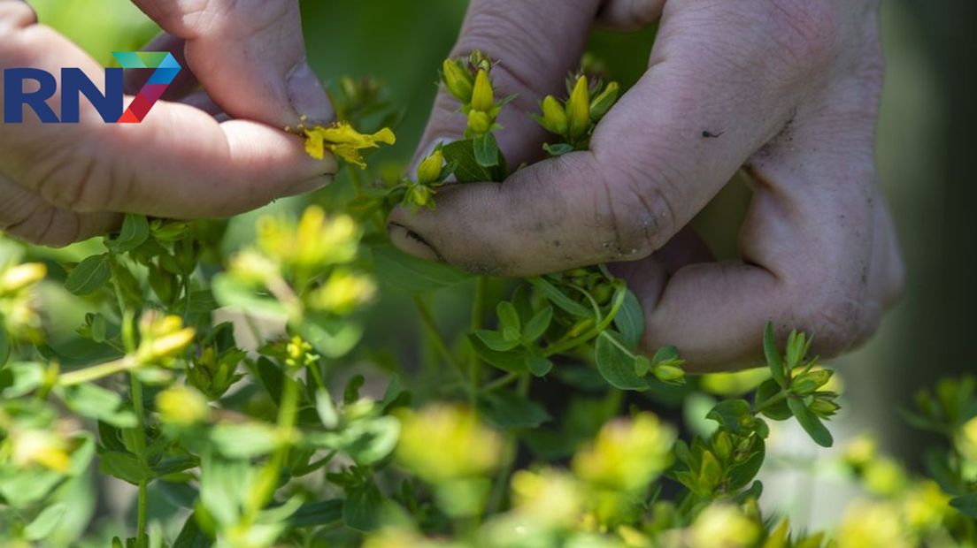 Wie groene vingers heeft, zal blij zijn met een compleet kale tuin om mee aan het werk te gaan.