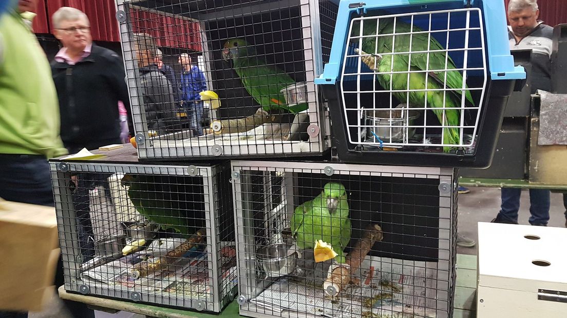 Duizenden vogels te koop op de vogelmarkt in IJsselhallen in Zwolle