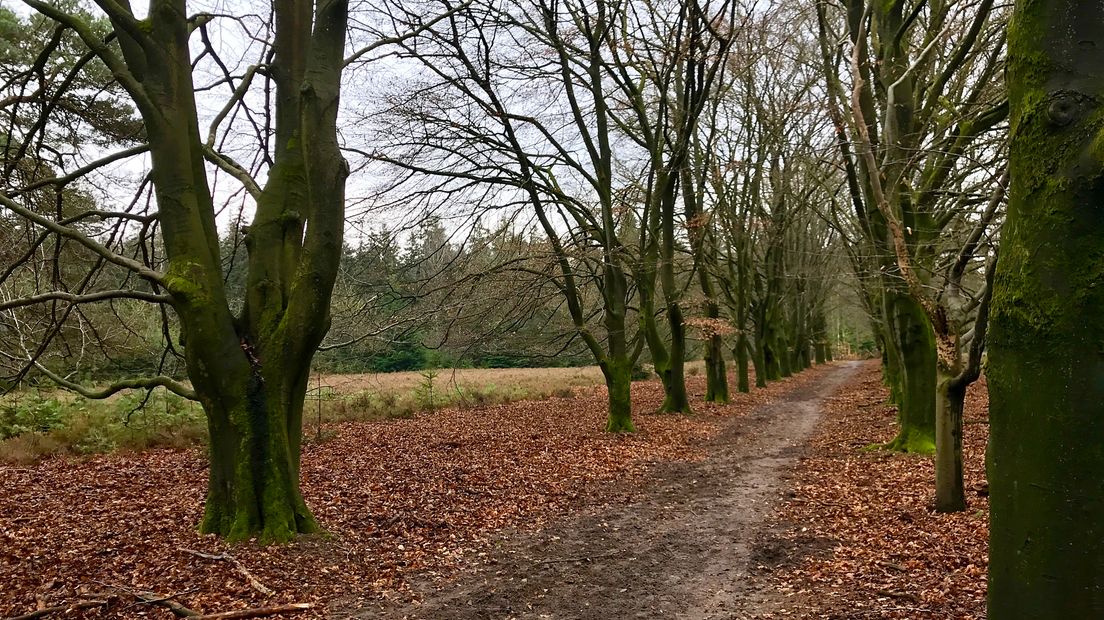 Iedere zondagochtend tussen 7.00 en 10.00 uur struint verslaggever Laurens Tijink door de Gelderse natuur. Zondag loopt hij de cultuurhistorische route van natuurgebied De Dellen met Sabine Wolters, boswachter van Geldersch Landschap en Kastelen. De Dellen was het eerste bezit van de stichting.