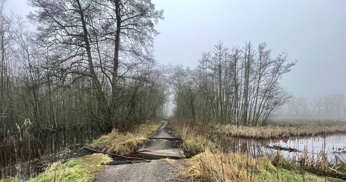 Beavers Break Through Cycle Path, Accelerating Nature Recovery