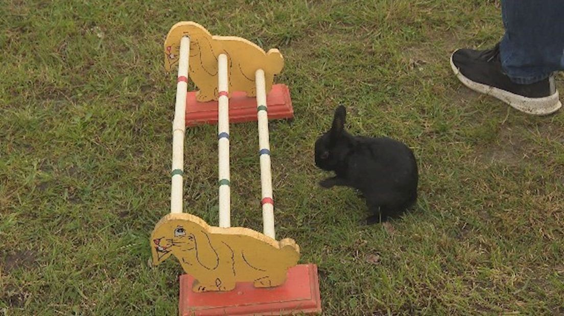 Bunny hop, oftewel hoogspringen met konijnen, in Geesteren