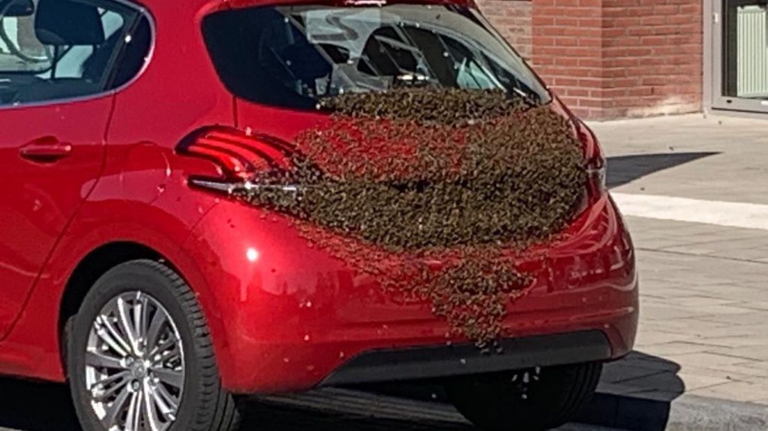 Bijen op een rode auto in Hoogeveen (Rechten: Marcel Rensink)