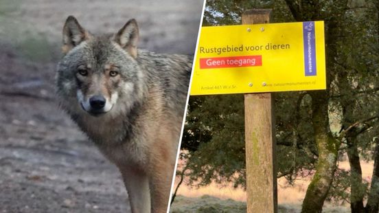 Stuk bos afgesloten vanwege gedrag fotografen: 'Wolvenwelpen raakten in paniek'