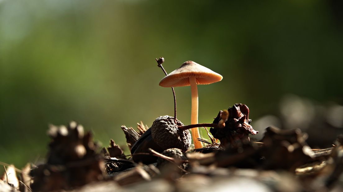 Met de herfst zijn ook de paddenstoelen weer in de natuur gekomen