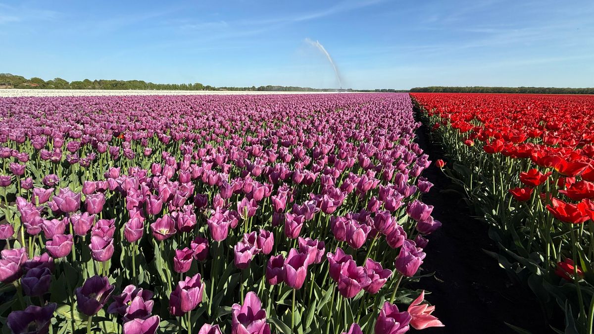 Middelengebruik verder aan banden, ook beperkingen sierteelt in Aa en Hunze en Noordenveld