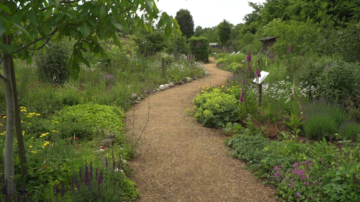 Geen vlinders in Belfeld, zo ziet Óngerwaeg