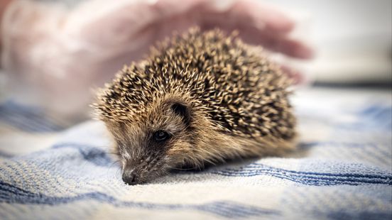 Natuurvraag: wat betekent 25 graden eind september voor dieren? Home