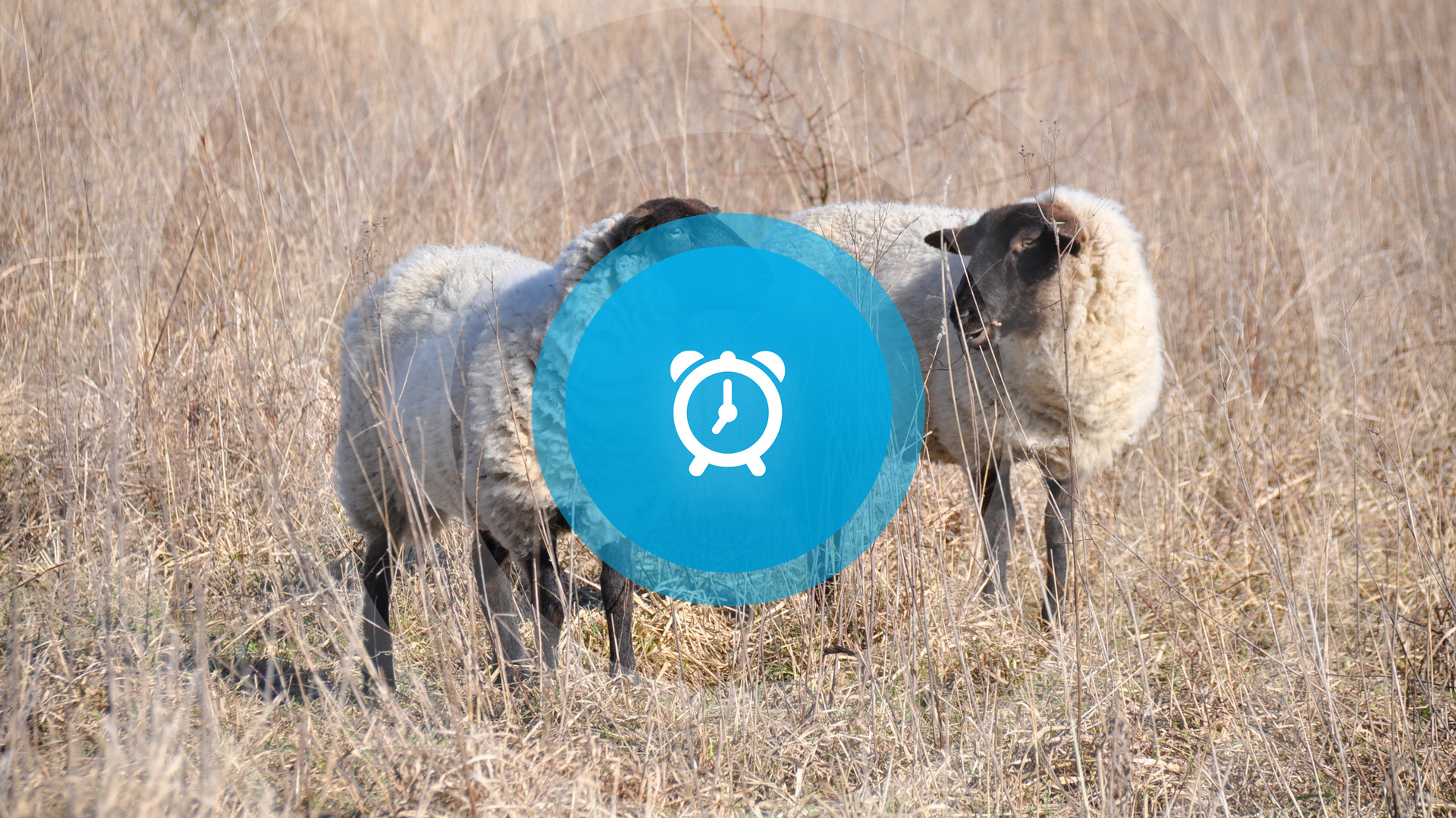 Goedemorgen! Saharazand, vrouwendebat en heb jij nog klederdracht?