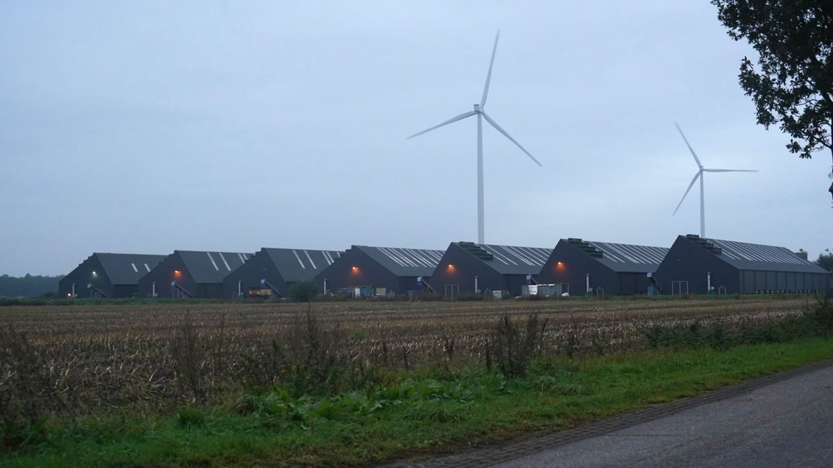 Uitbraak vogelgriep op kippenbedrijf Gasselternijveenschemond, 71.000 dieren worden geruimd