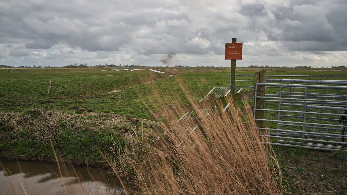 Friese Panda's: De grutto's van Jouswier