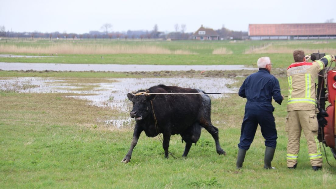 Koeien ontsnappen aan autoriteiten bij Sint Laurens