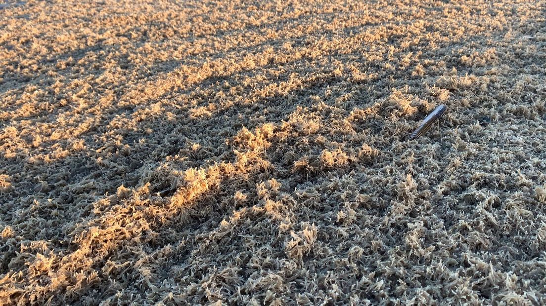 De branding van Katwijk ligt bezaaid met dode mosdiertjes