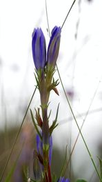 Paarsblauwe gloed