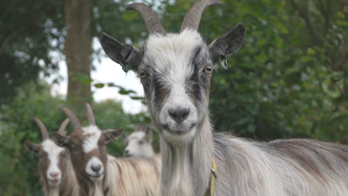 Van twee naar duizenden: mekkerende landgeiten op de 25ste keuring in Harkema