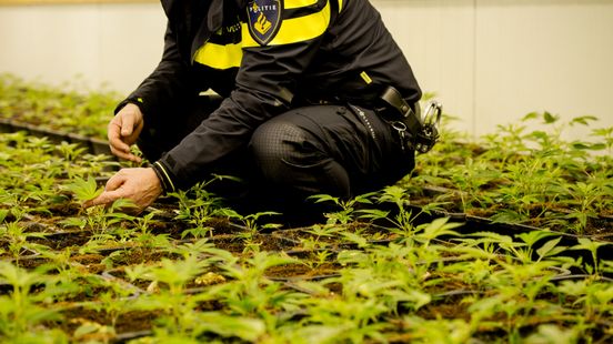 Hennepkwekerij in bedrijfspand: burgemeester grijpt in Home