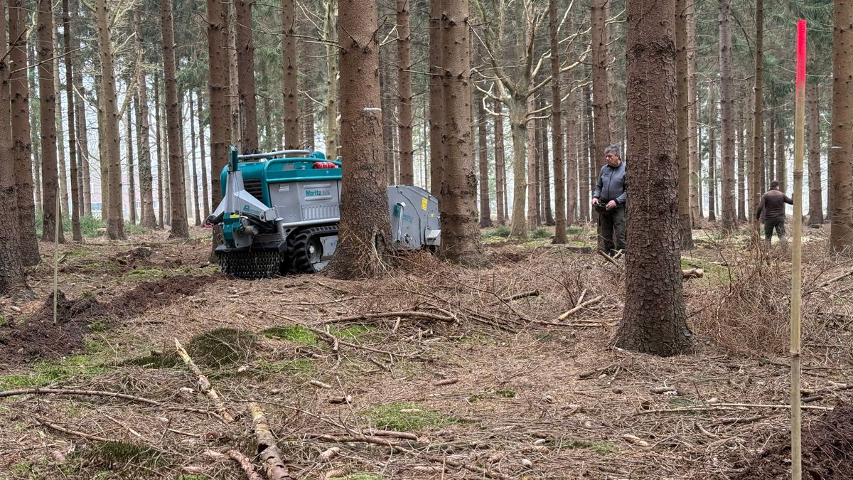 Uniek experiment in Boschoord, oude zaaitechniek na jaren weer toegepast in Nederland