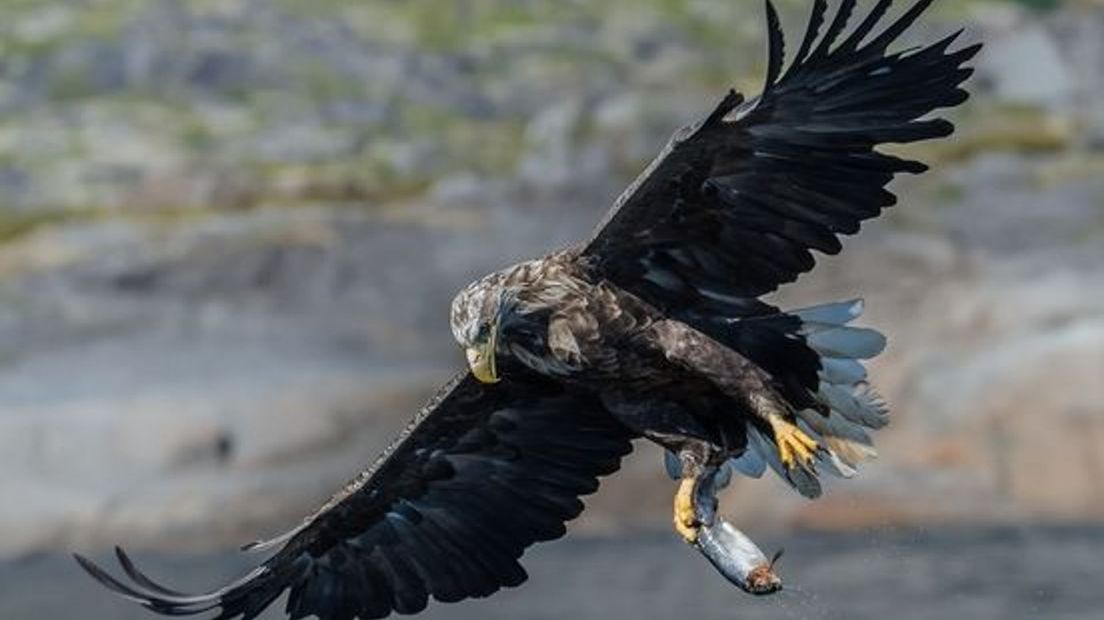 De zeearend is een imposante roofvogel.