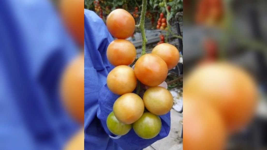 Tomaten met het virus