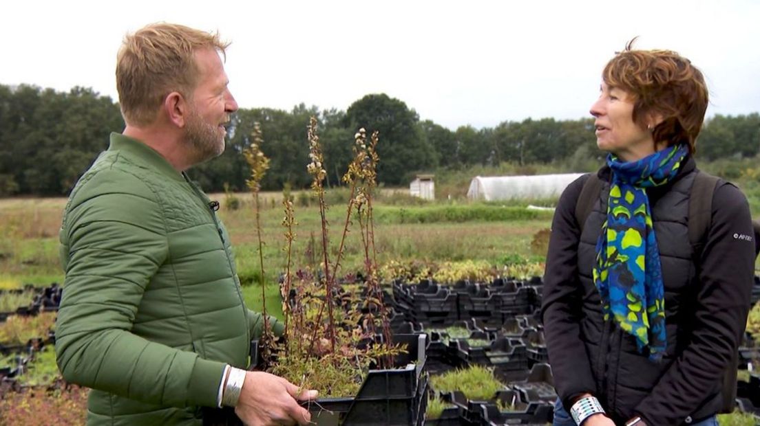 Planten die de tegels gaan vervangen - foto Omroep Gelderland