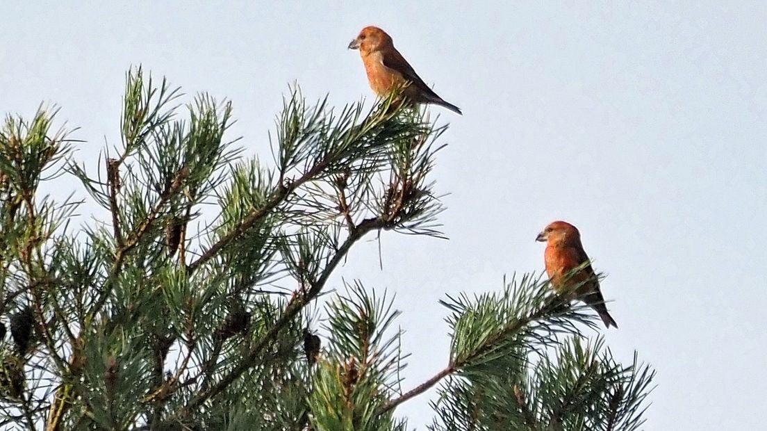 Grote kruisbekken eten graag dennenzaad