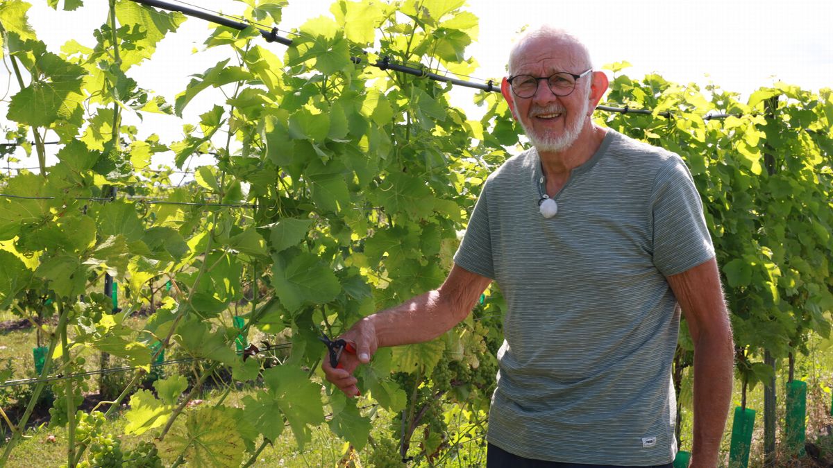 Warmte, zon en droogte doet wijngaard in Valtermond goed: 'Zoals het nu lijkt krijgen we een prachti