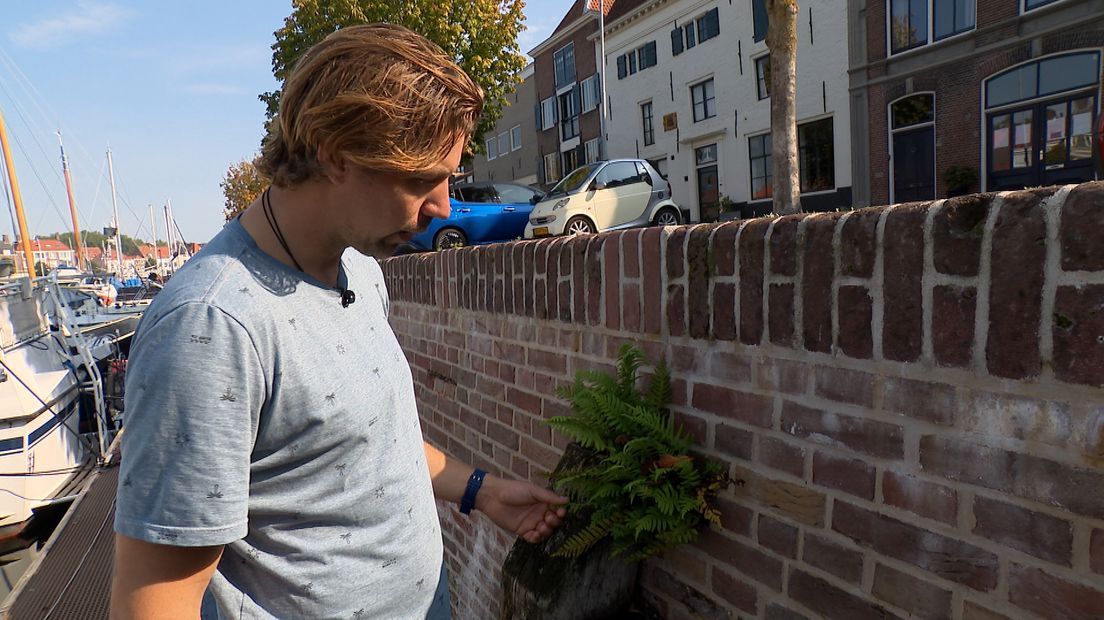 Stadsecoloog Bas Wattel bij de teruggeplaatste eikvaren in de kademuur van Middelburg