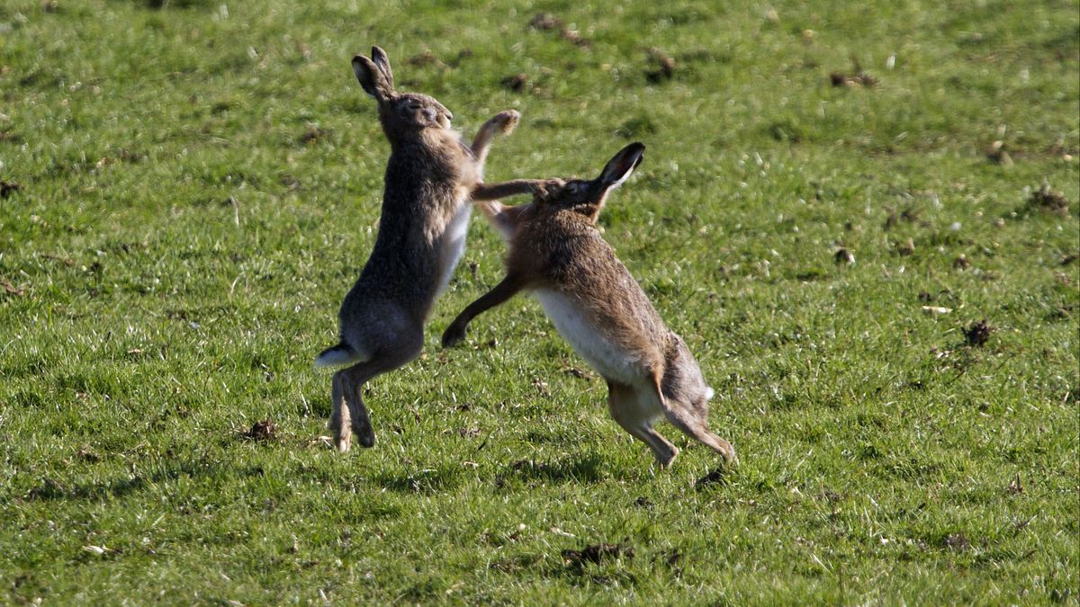 Het is lente: volop hitsige hazen in natuurgebied
