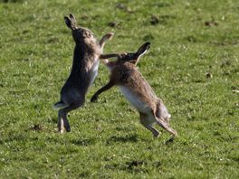 Het is lente: volop hitsige hazen in natuurgebied