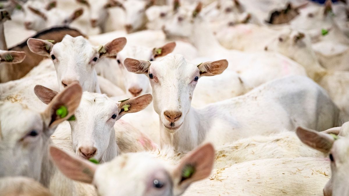 PvdA ongerust over vestiging geitenhouderij in Rotstergaast