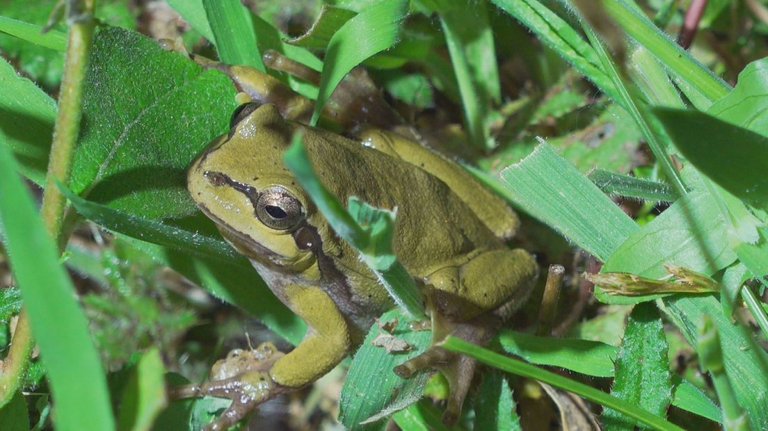 Dit is de beschermde boomkikker in het Witte Veen