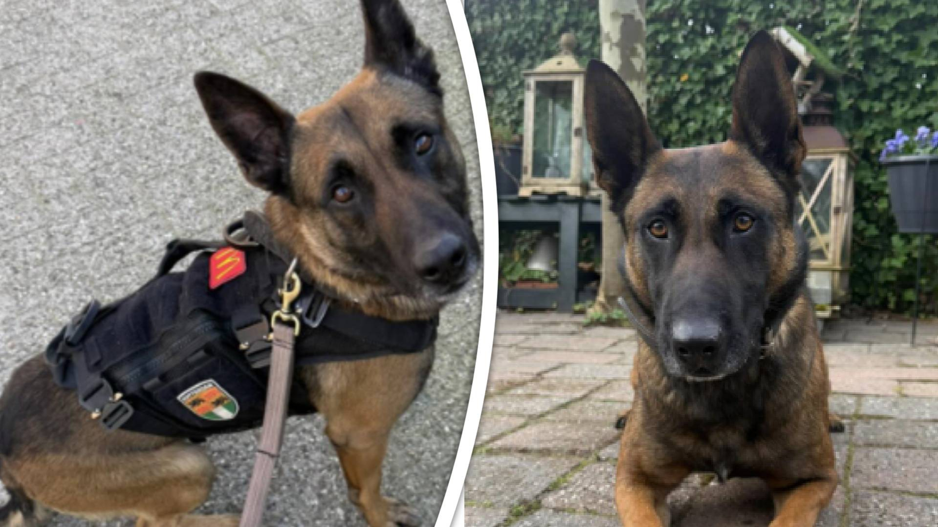 Diensthonden Hebbes (links) en Mac (rechts).