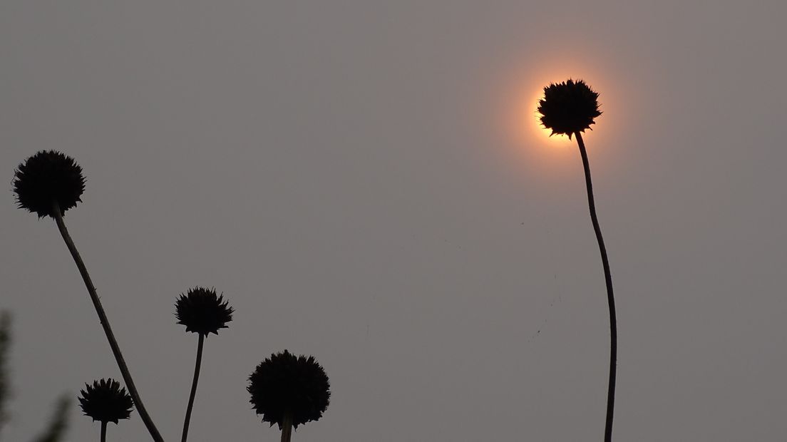 De zon achter een uitgebloeide struik in Goes