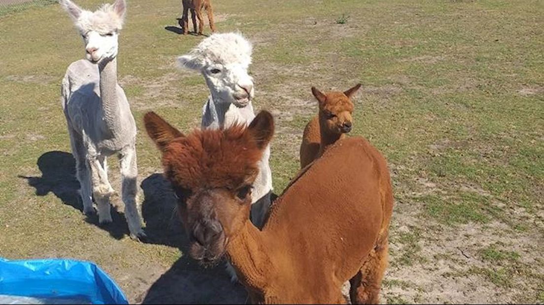 'Zes alpaca's gestolen vlak over de Duitse grens bij Gramsbergen'