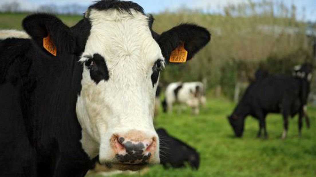 Dolle koe verwondt vrouw in Putten